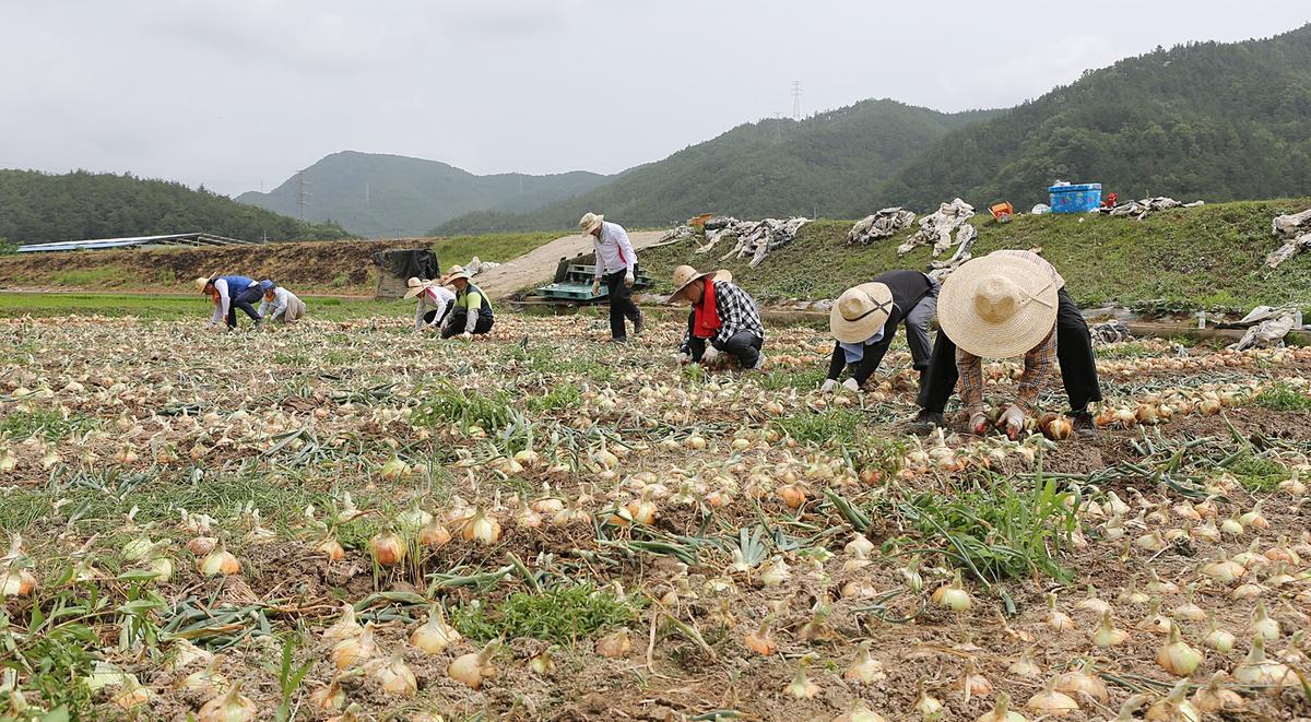 합천군청 일손돕기