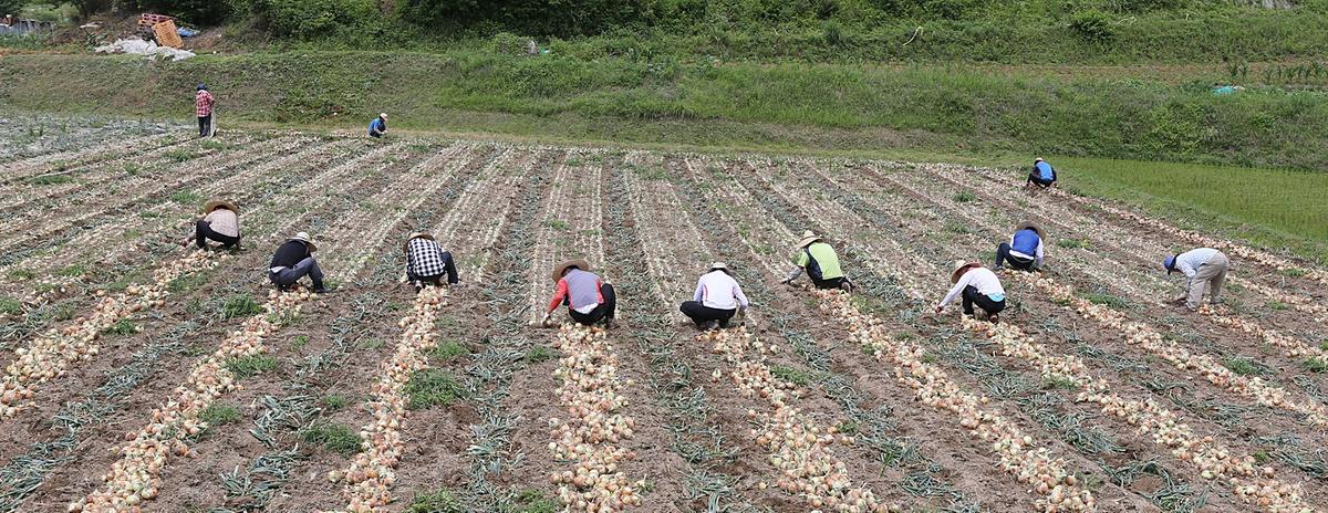 합천군청 일손돕기