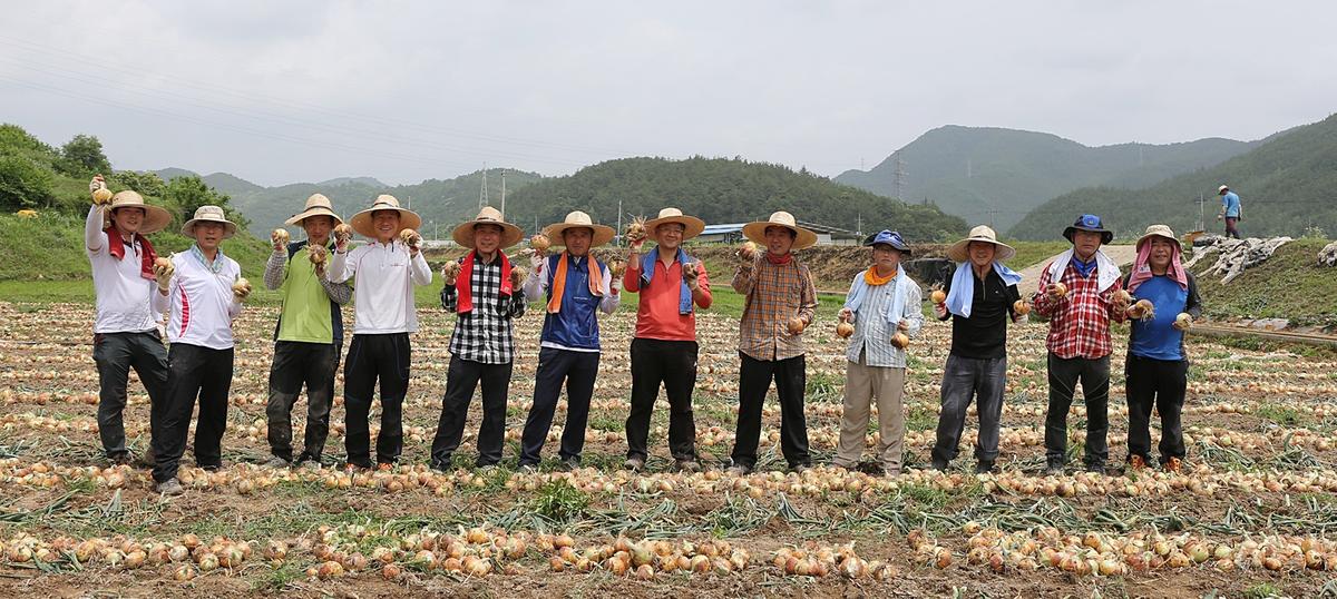 합천군청 일손돕기