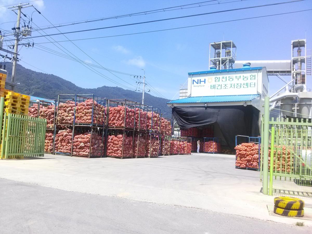 양파