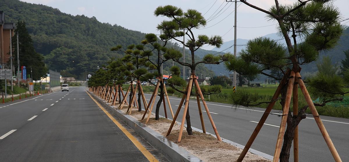 가야간야로도로 가로수
