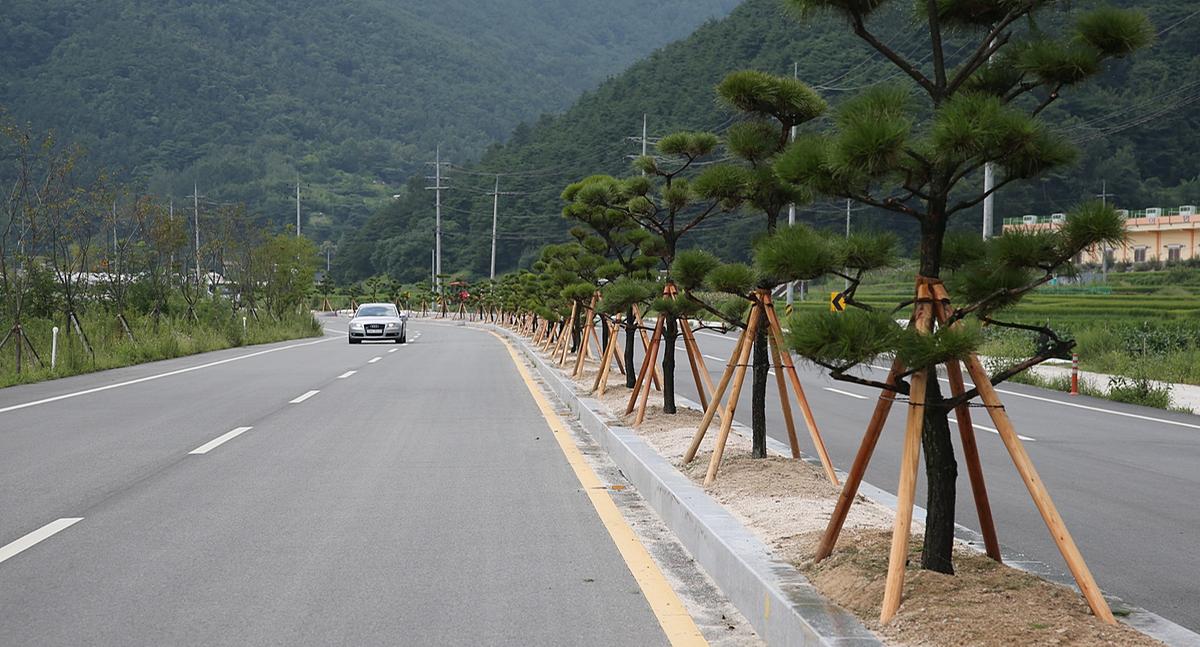가야간야로도로 가로수