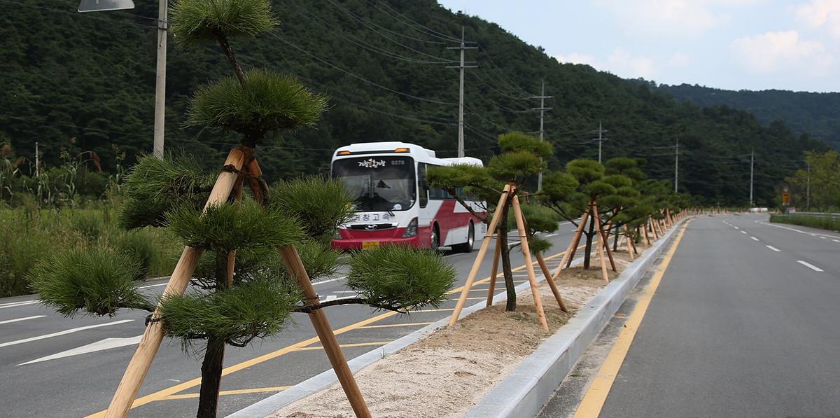 가야간야로도로 가로수