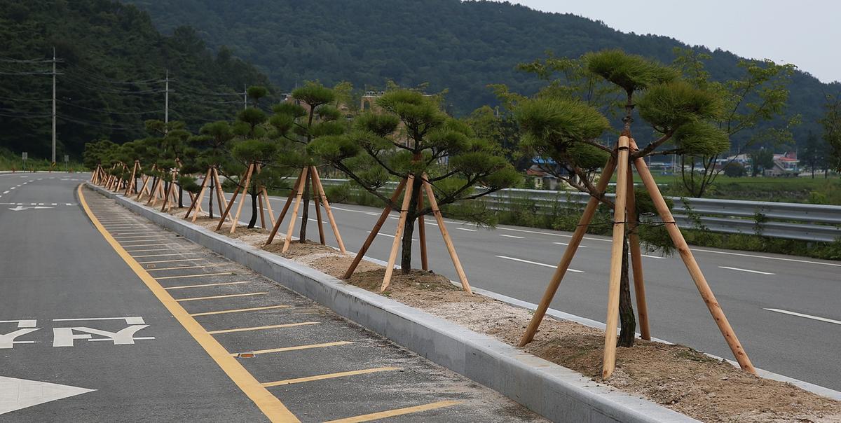 가야간야로도로 가로수