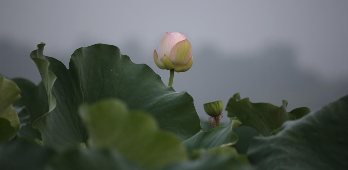 연꽃