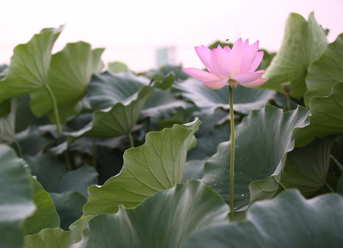 연꽃