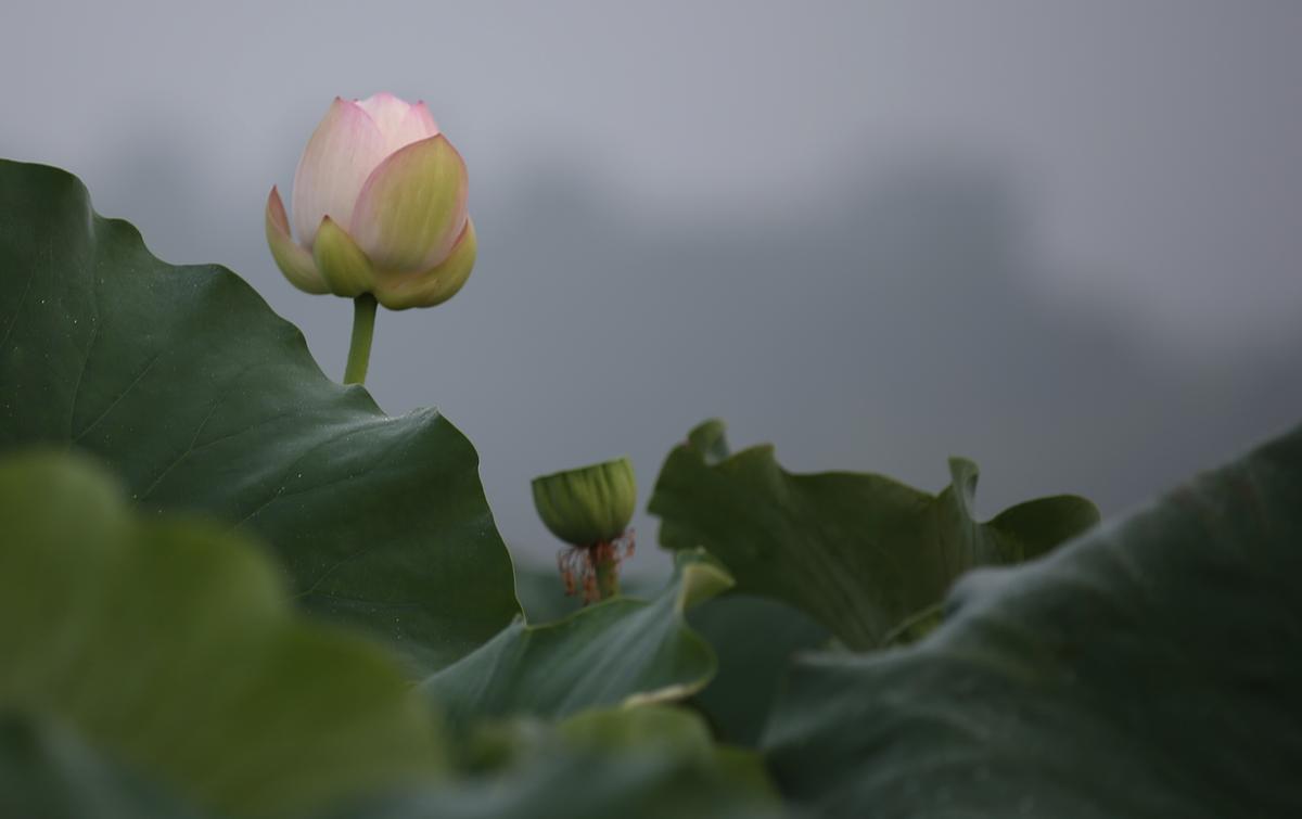 연꽃