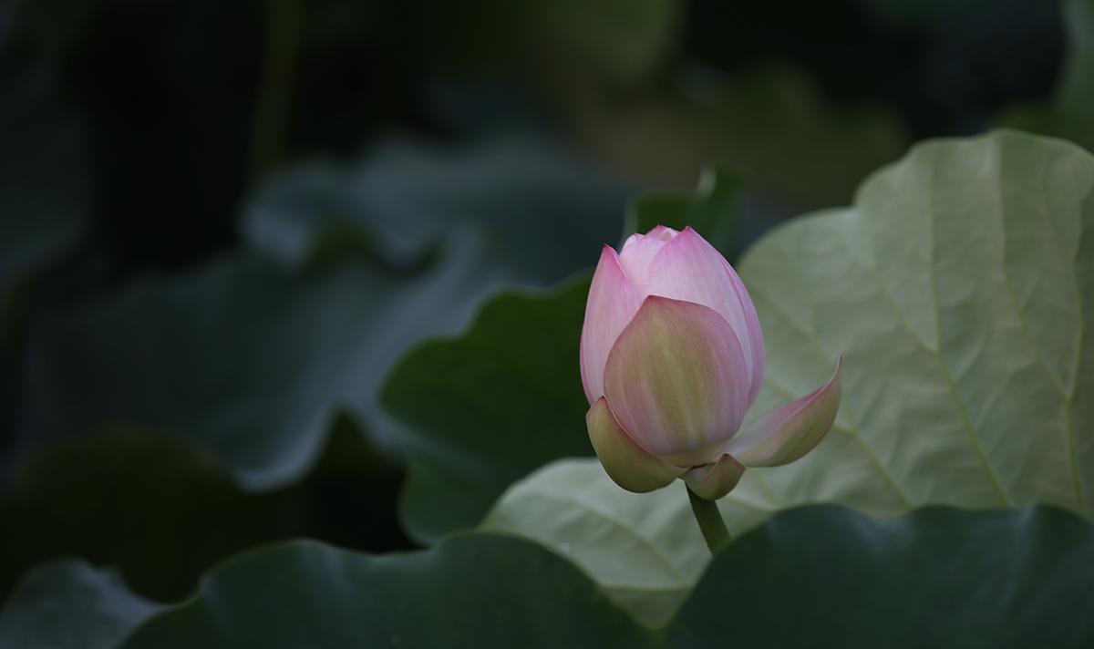 연꽃