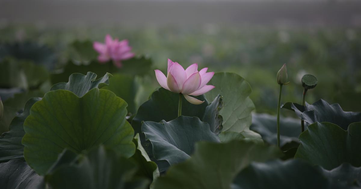 연꽃