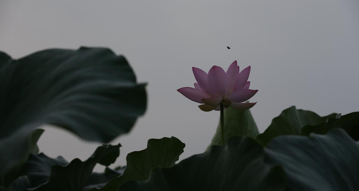 연꽃