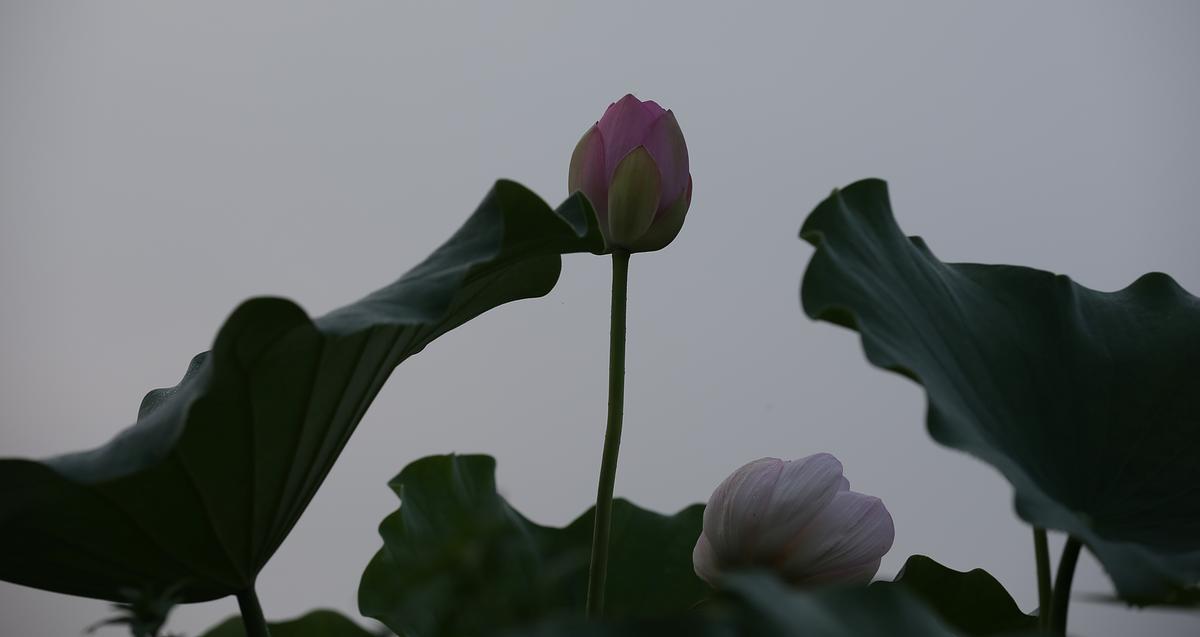 연꽃