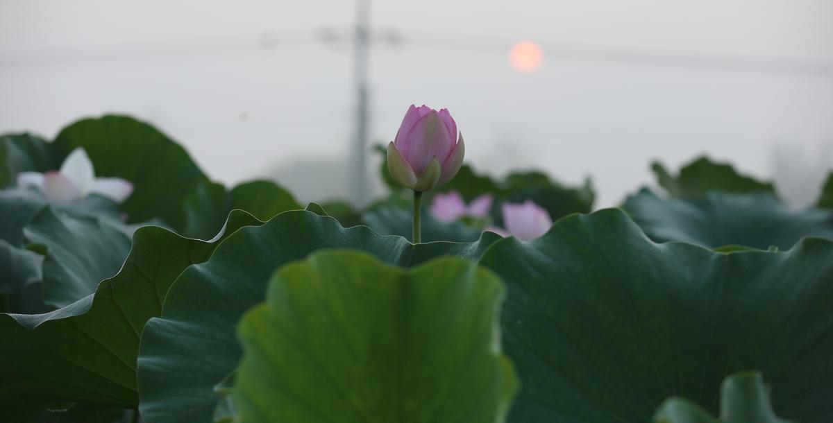 연꽃