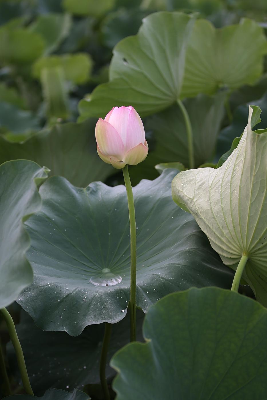 연꽃