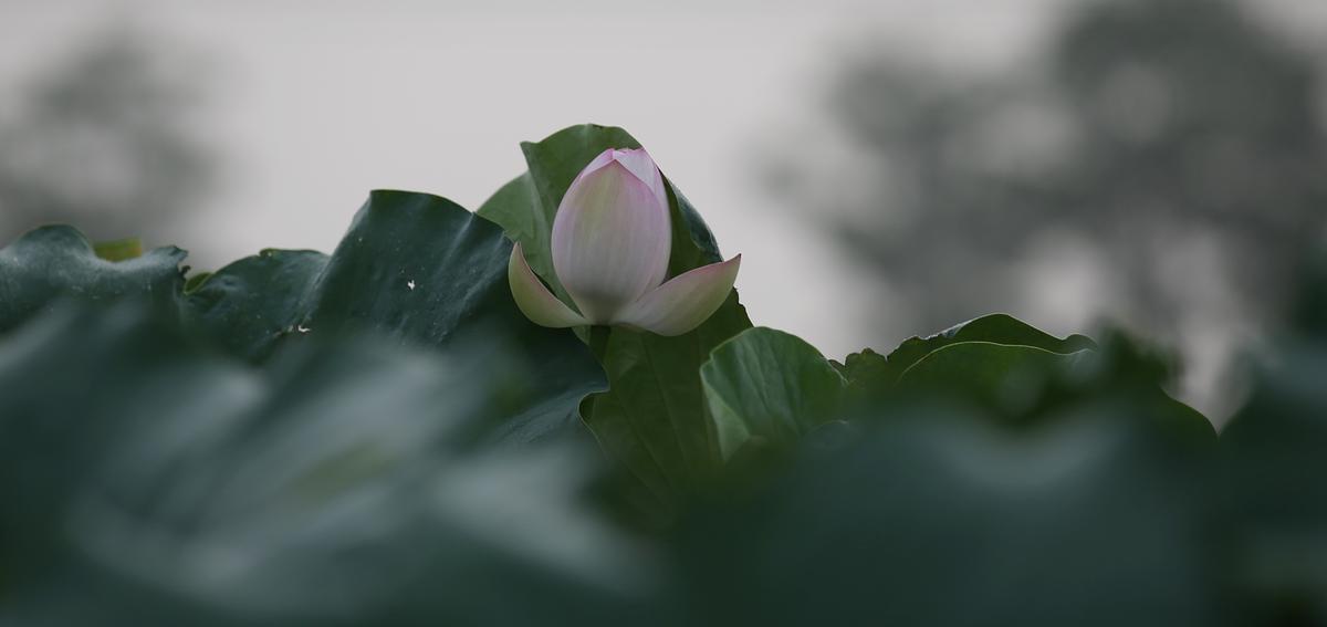 연꽃