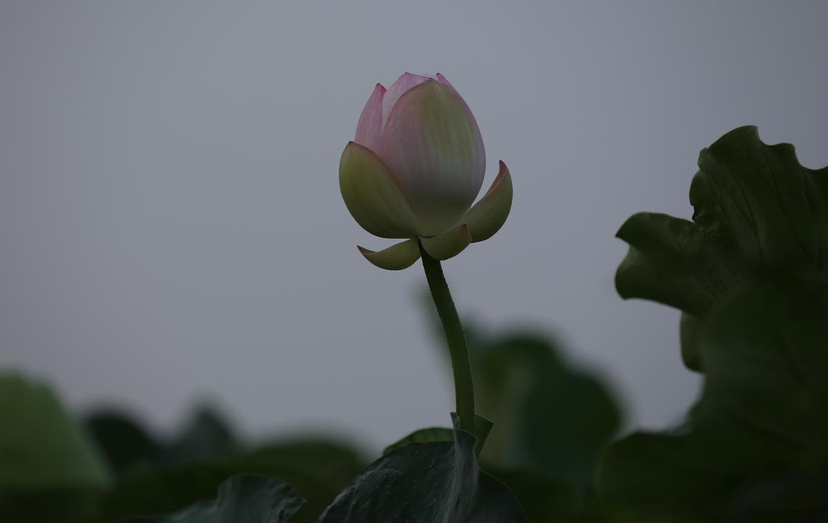 연꽃
