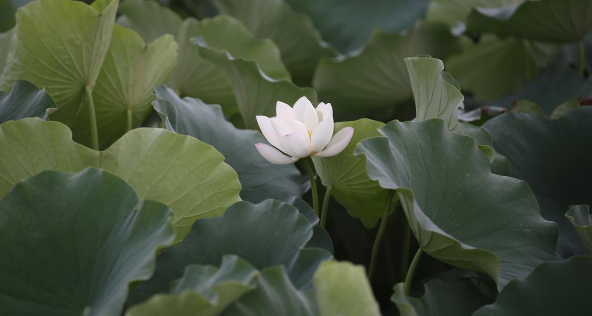 연꽃