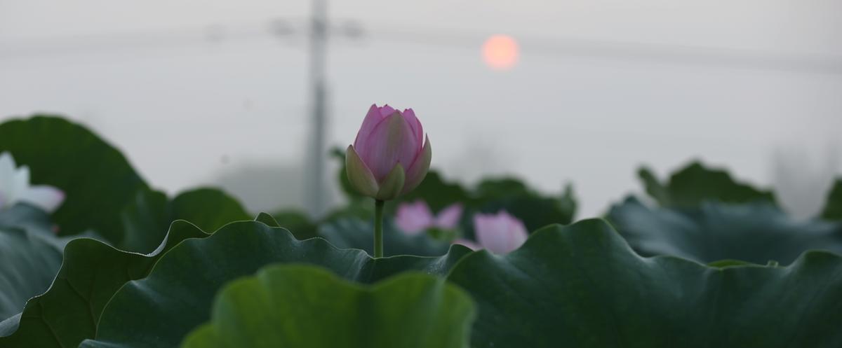 연꽃