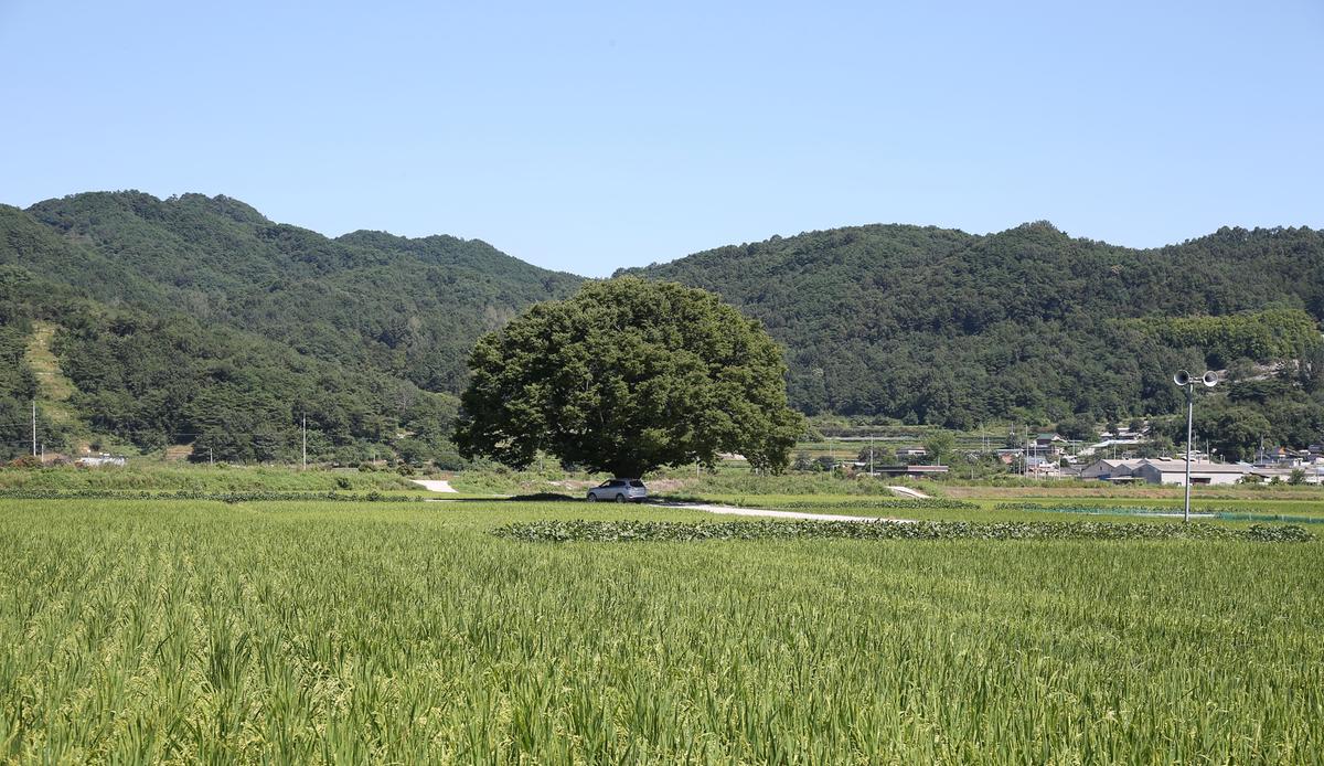야로느티나무