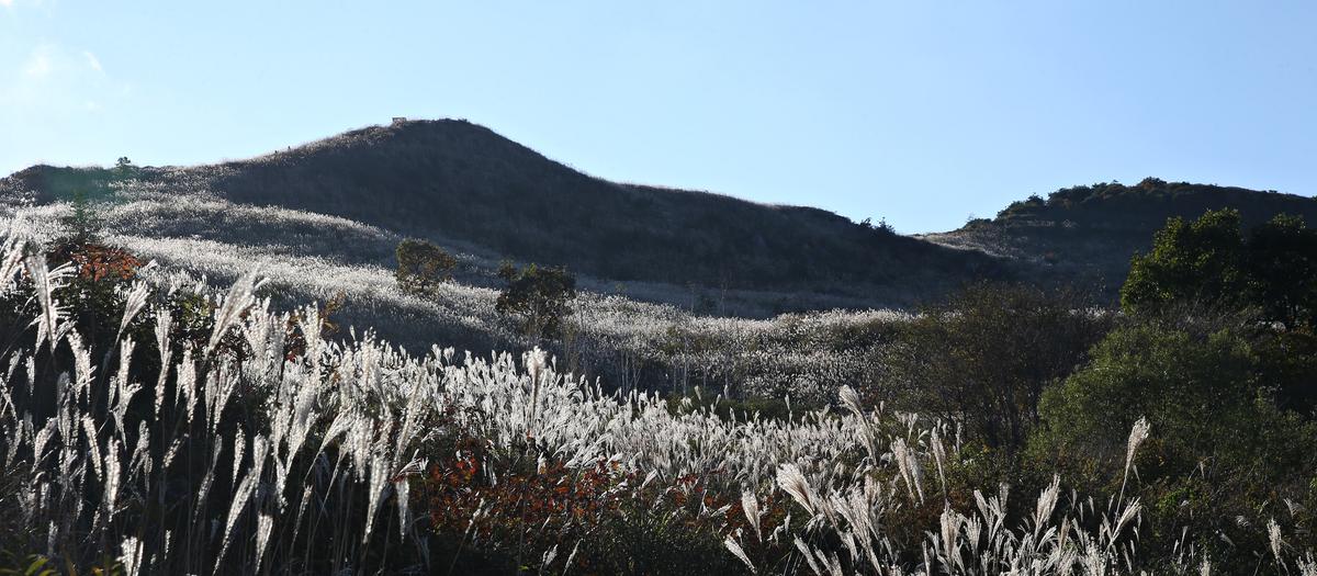 황매산 갈대