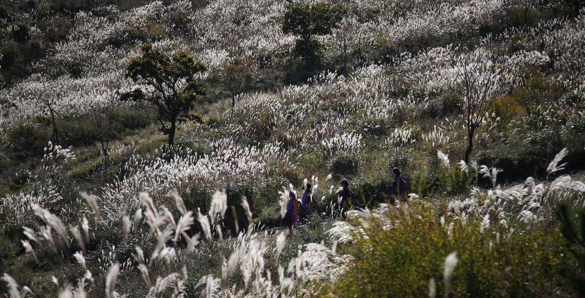황매산 갈대