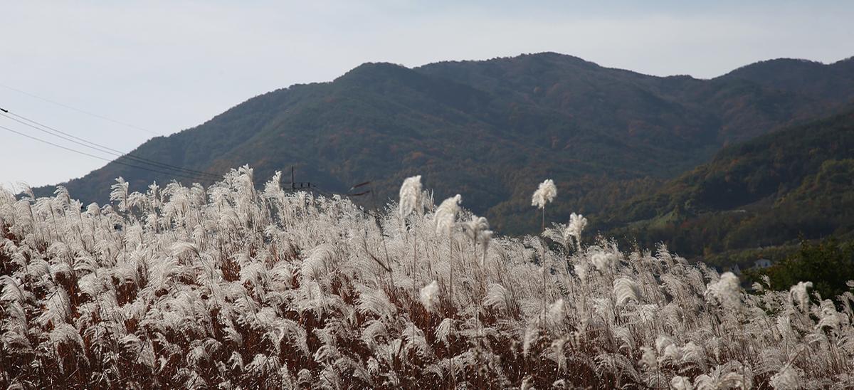 합천호 억새