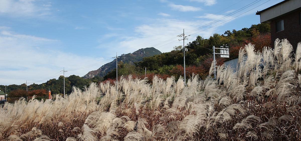 합천호 억새