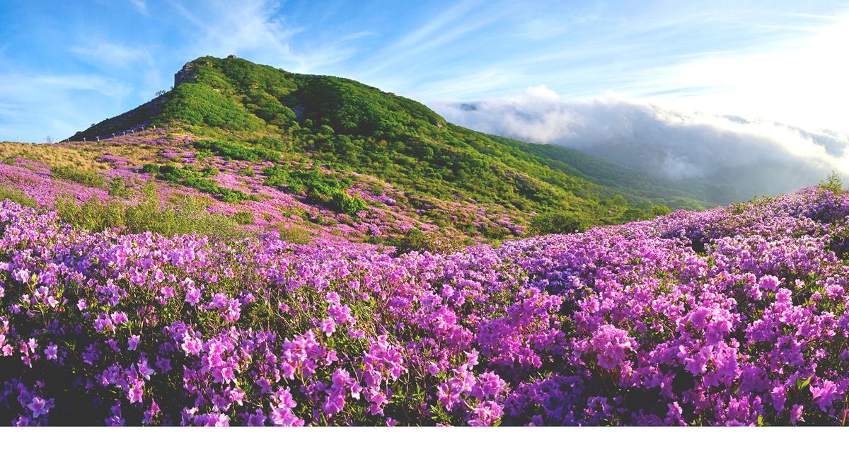황매산 철쭉