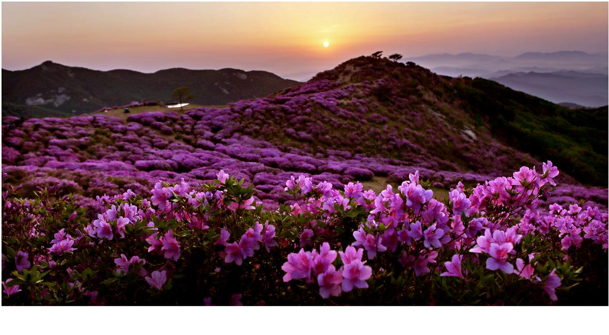 황매산 철쭉