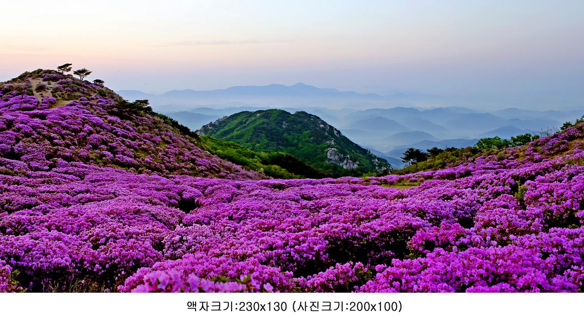황매산 철쭉