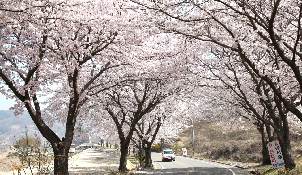 2011년 벚꽃 100리길