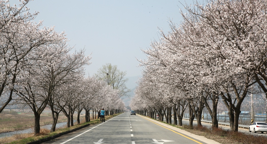 2011년 벚꽃 100리길
