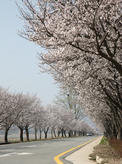 2011년 벚꽃 100리길