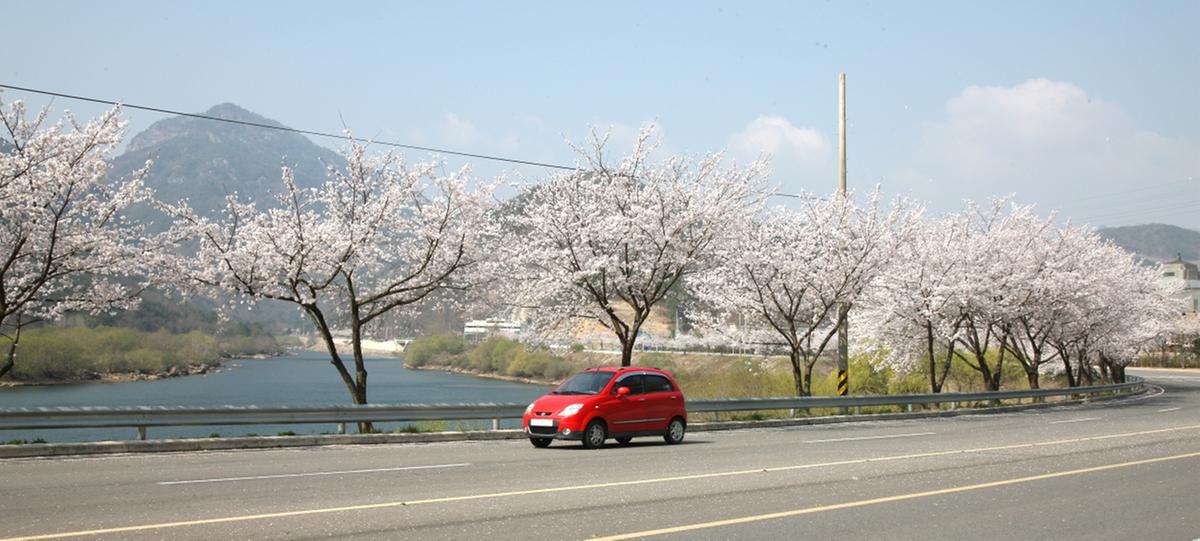 2011년 벚꽃 100리길