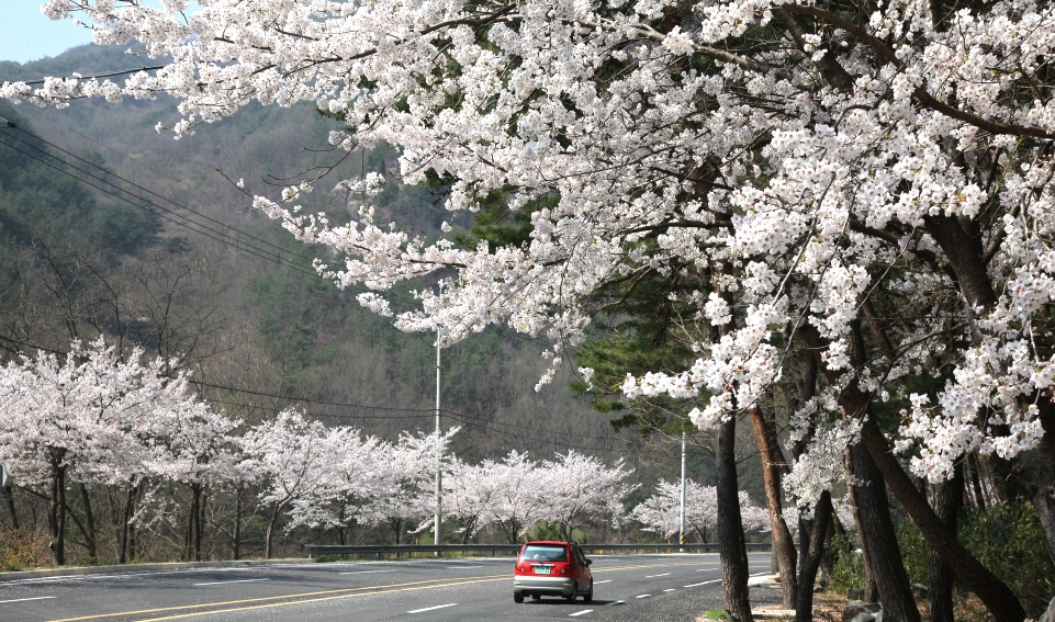 2011년 벚꽃 100리길