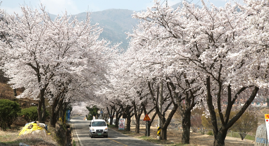 2011년 벚꽃 100리길