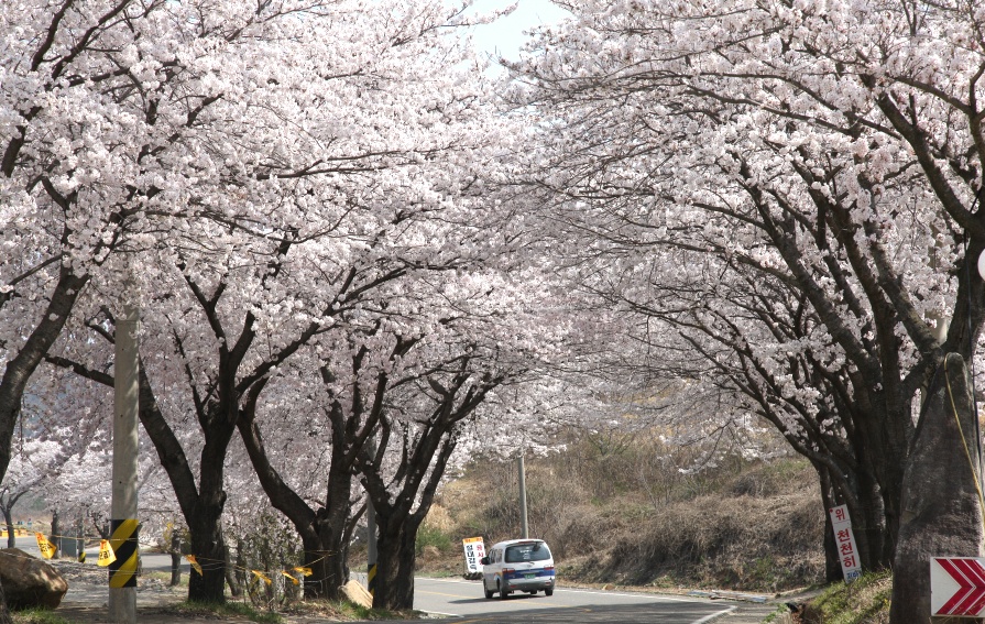 2011년 벚꽃 100리길
