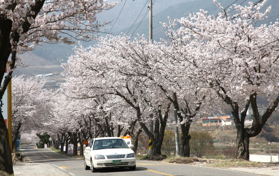 2011년 벚꽃 100리길