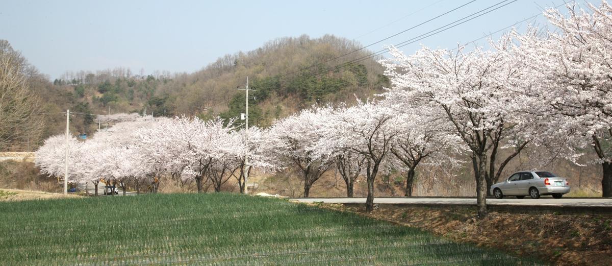2011년 벚꽃 100리길
