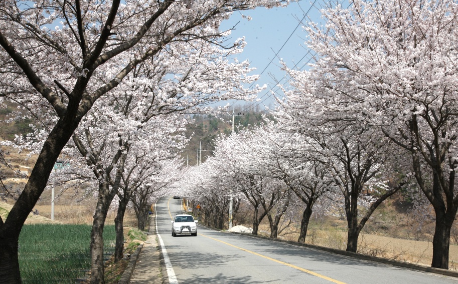 2011년 벚꽃 100리길
