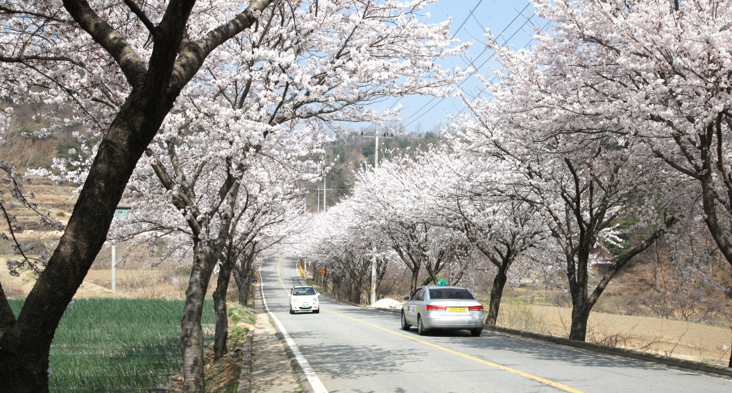 2011년 벚꽃 100리길