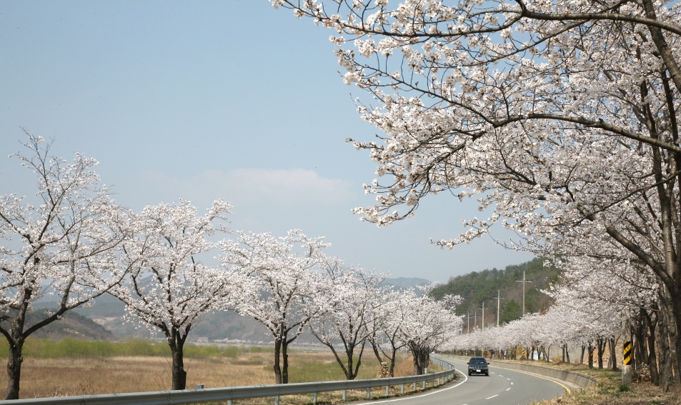 2011년 벚꽃 100리길