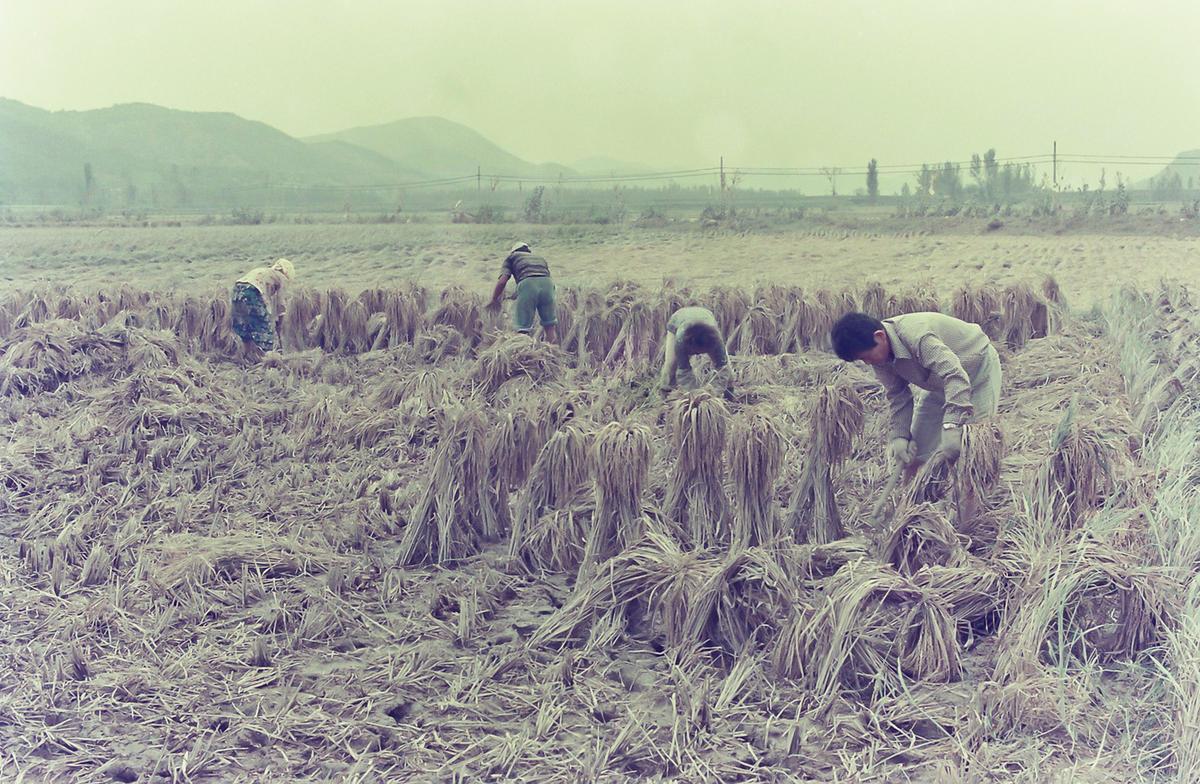 추수
