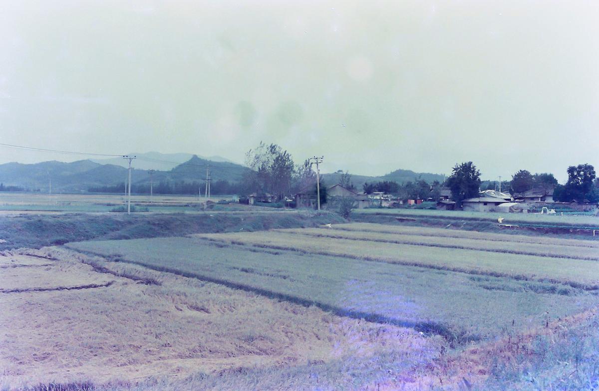 추수