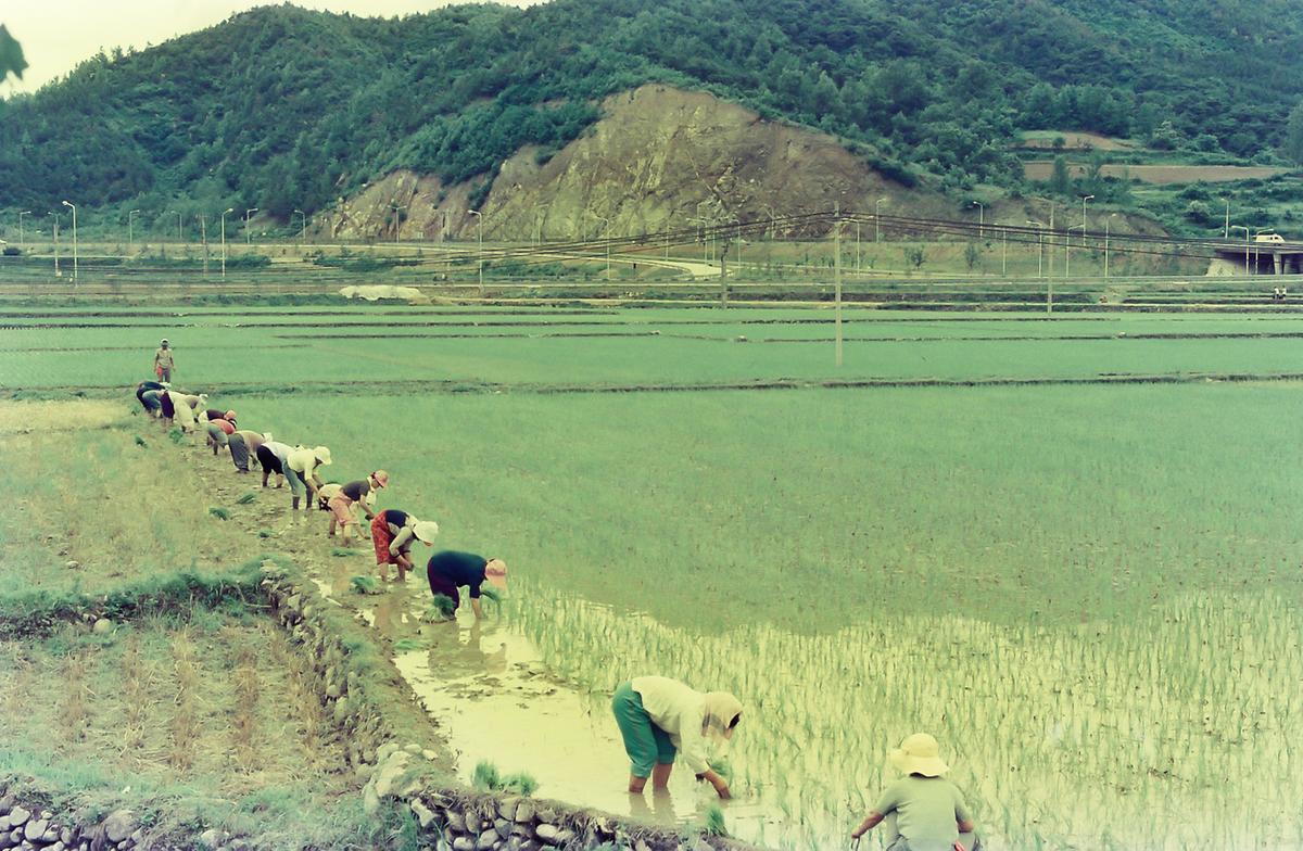 농촌 일손돕기