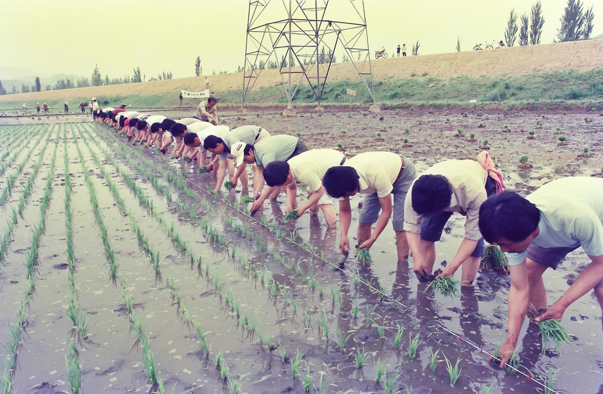 모내기