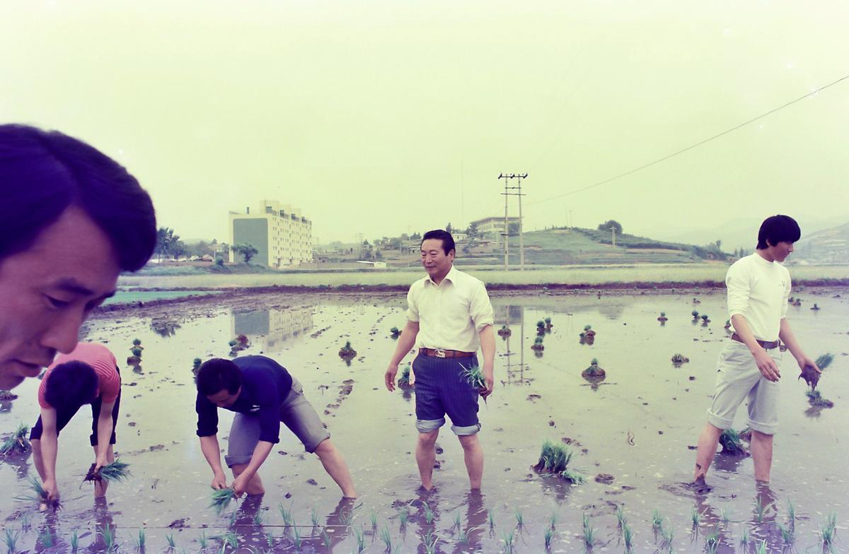 모내기