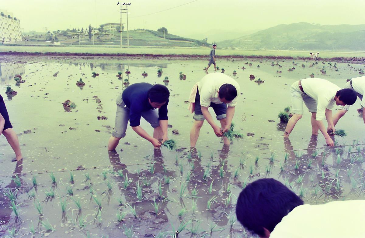 모내기