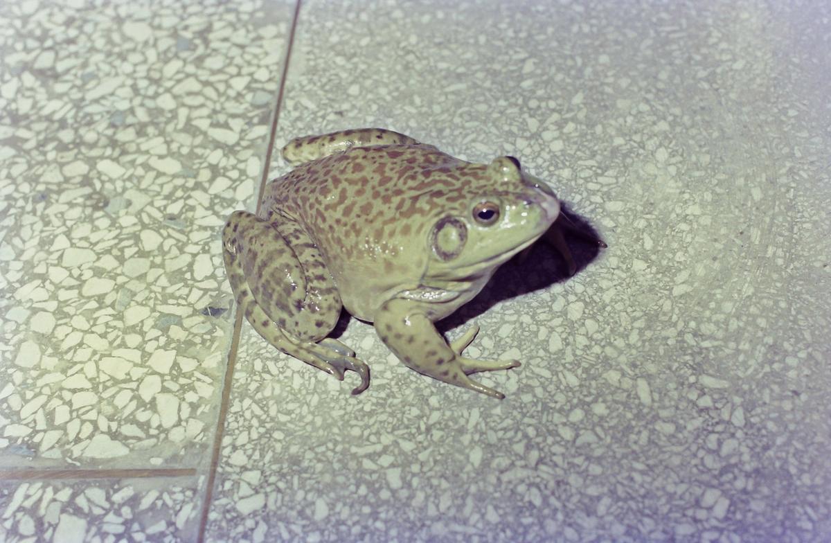 개구리