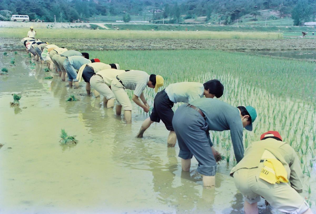 85 모내기 연시회