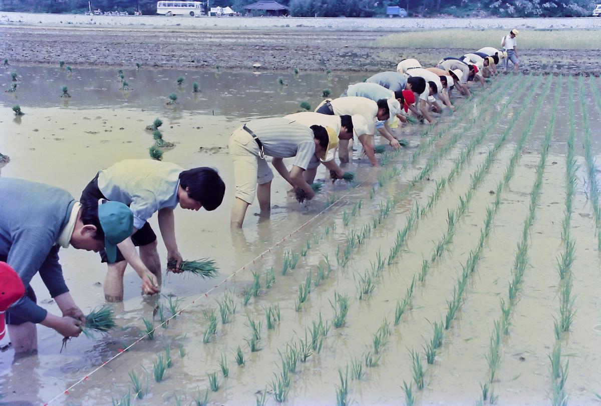 85 모내기 연시회